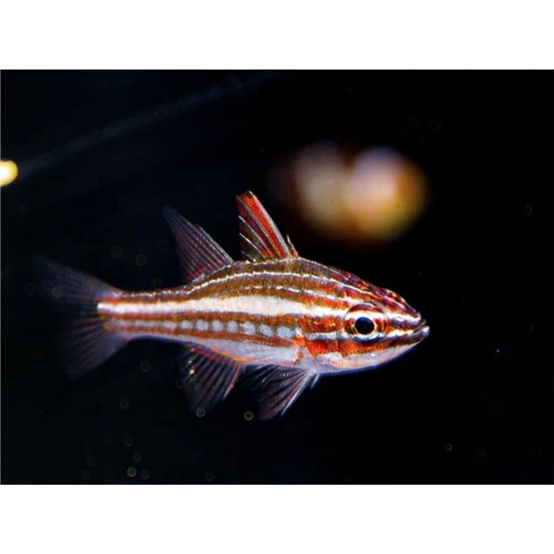 Cardinal Apogon margaritophorus - imagine 4